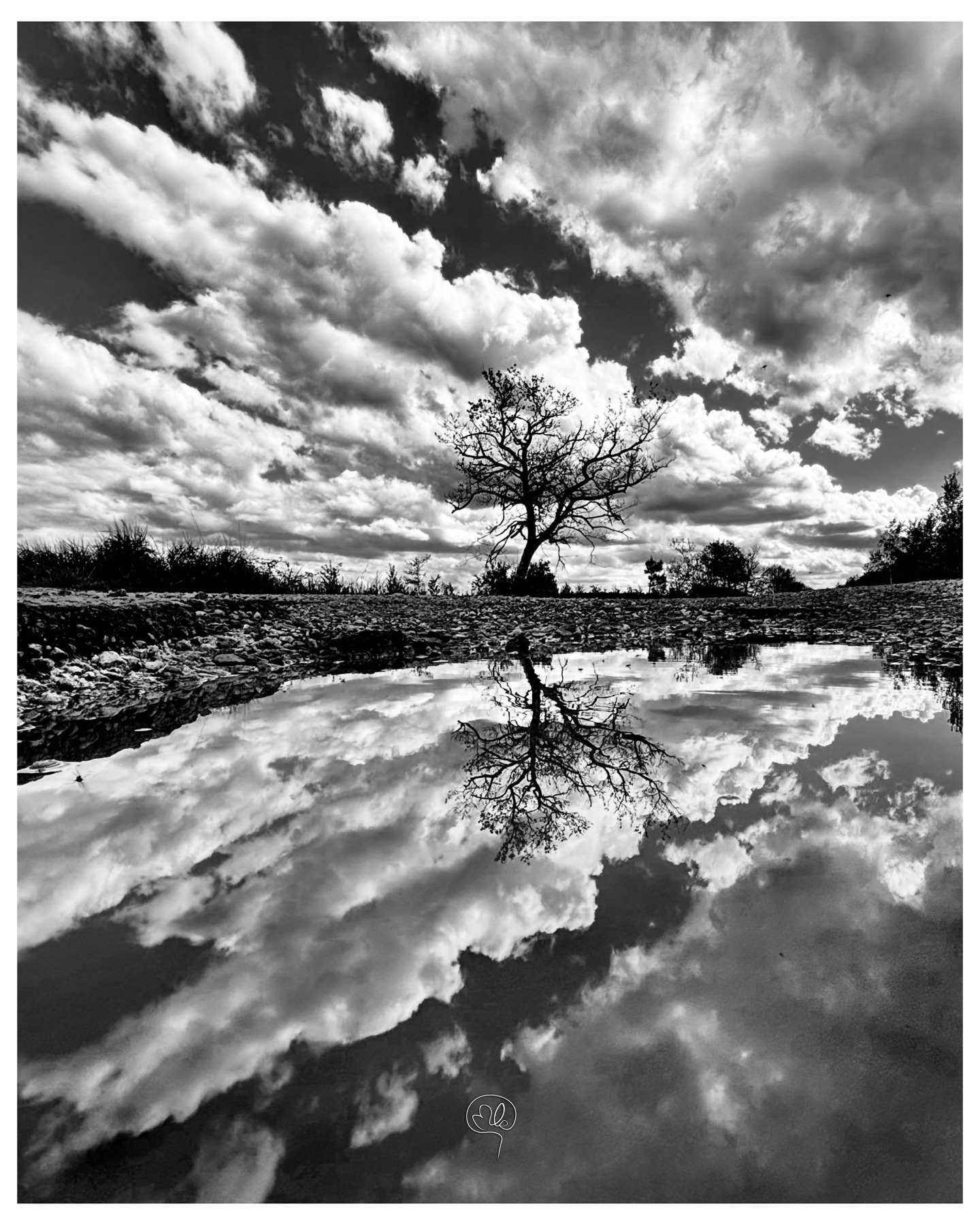 A solitary tree and cloud-filled sky reflected in water