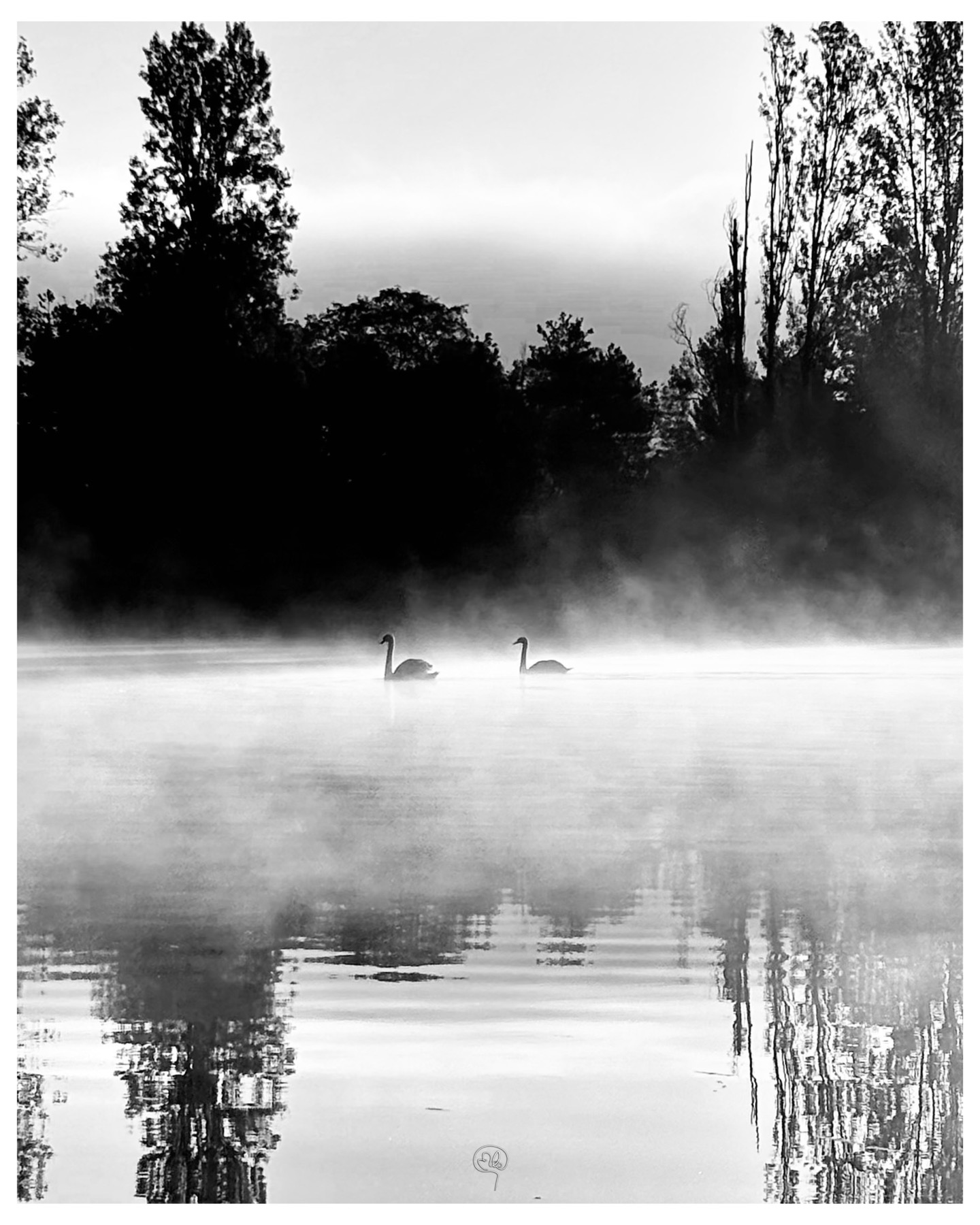 Two swans gliding across a mist-covered lake